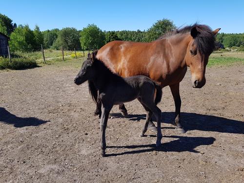 Ljufa och Limra 